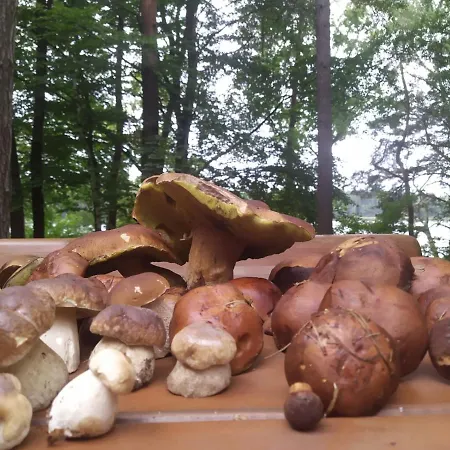 Letnisko Bajka Iława