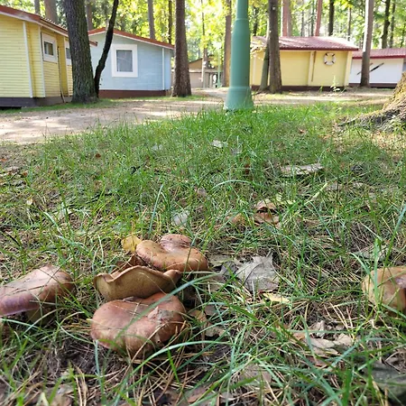 Letnisko Bajka Lodge