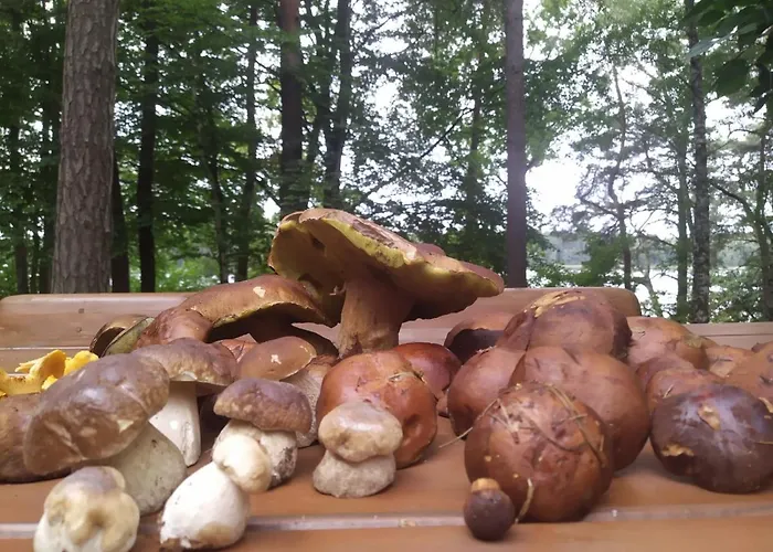 Letnisko Bajka Ilawa